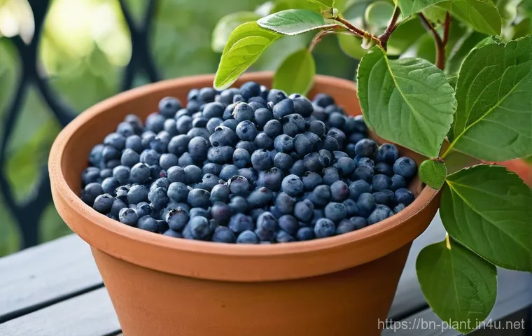 블루베리 나무 실내 재배법 - A Thriving Dwarf Blueberry Plant on an Urban Balcony**

"A lush, healthy dwarf blueberry plant, spec...